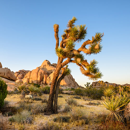 Airbnb in California Desert - Joshua Tree National Park