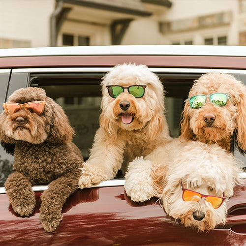 June Knockmix - The Animal Kingdom