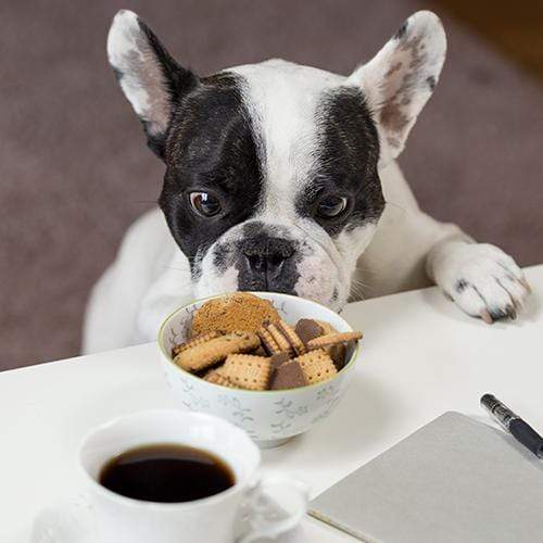 Dog friendly coffee shops in San Diego