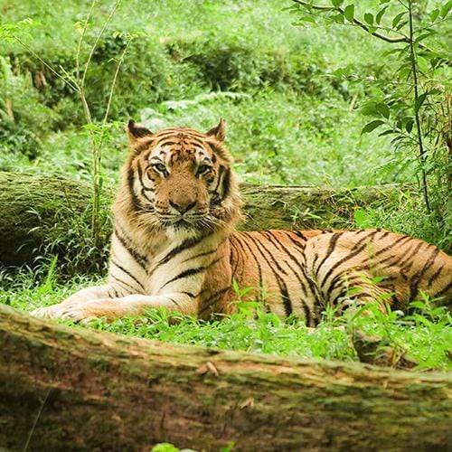 Tiger facts - a few things you probably didn't know