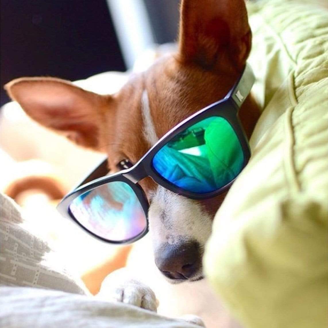 #KnocksOnDogs
