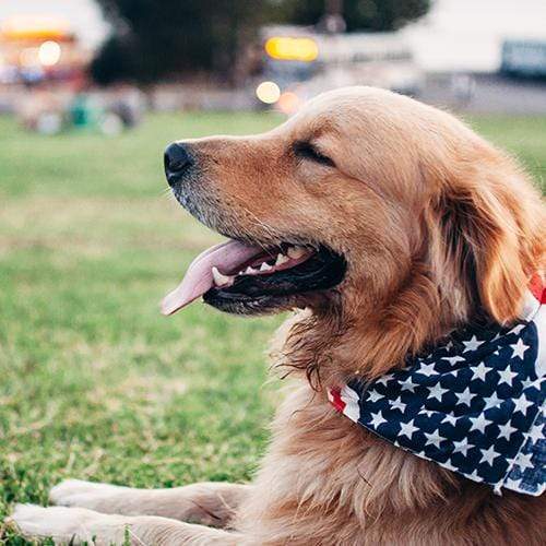 Tips on owning a dog