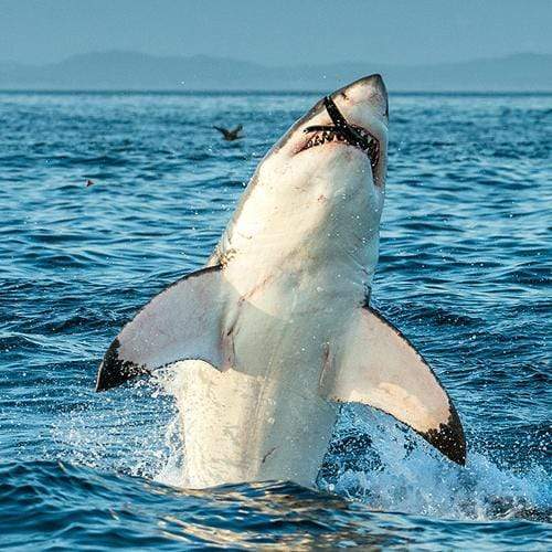 9 Shark Facts That Will Make Your Head Swim