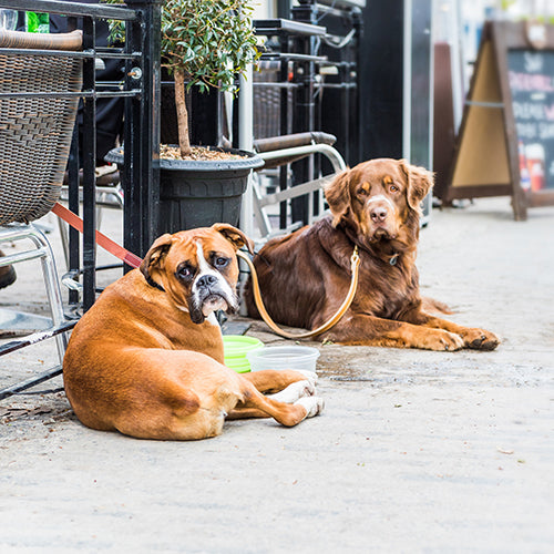 Bring the Pooch to These 8 Dog Friendly Restaurants in San Diego