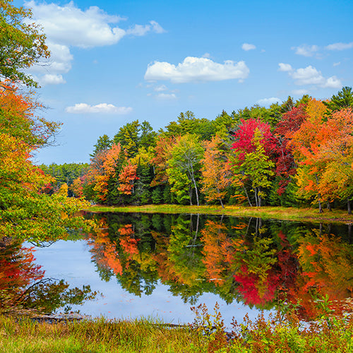 Colorful fall foliage tree reflections in calm pond water