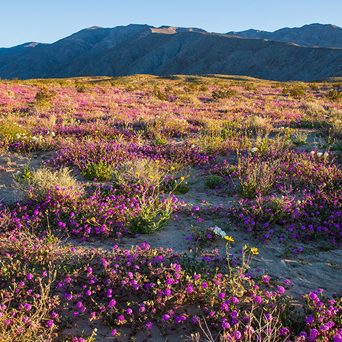 Wildflowers blooming at Anza-Borrego Desert State Park