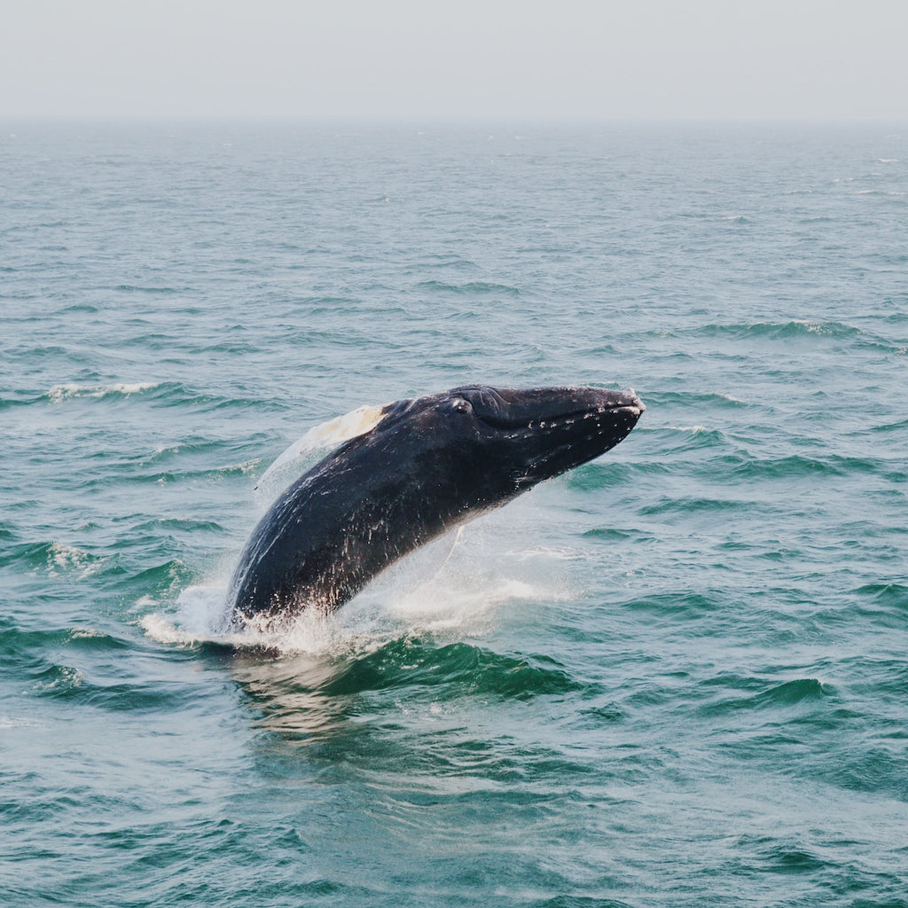 The Best Whale Watching San Diego Has to Offer