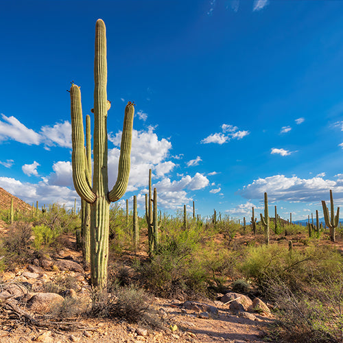 Giant saguaros in Saguaro National Park, Tucson, Arizona