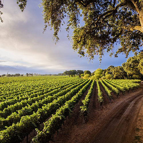 Beautiful vineyard landscape
