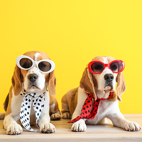 Two dogs wearing sunglasses and scarves