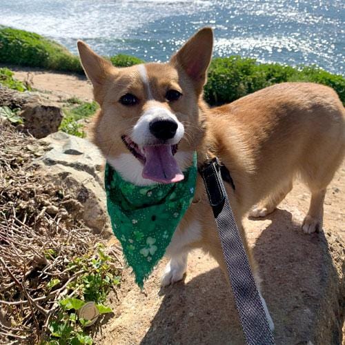 Here's Why Dog Owners Love San Diego