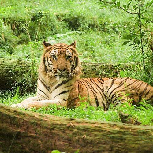 A Few Things You Probably Didn't Know About Tigers